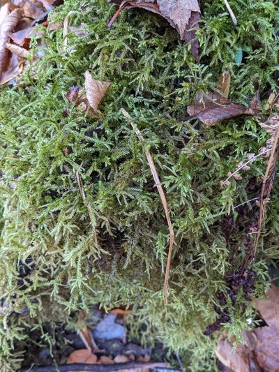 Loeskeobryum brevirostre, photographed by Jannyrocks!