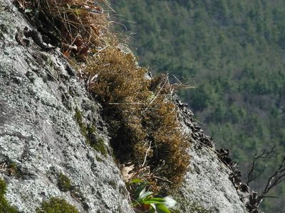 Selaginella tortipila, photographed by Michael J. Papay