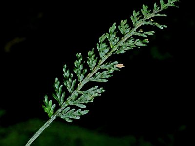 Hymenophyllum badium, photographed by Jacy Chen