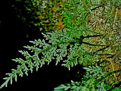 Hymenophyllum badium, photographed by Jacy Chen