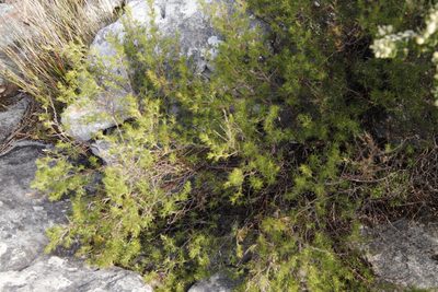 Cliffortia atrata, photographed by Tony Rebelo