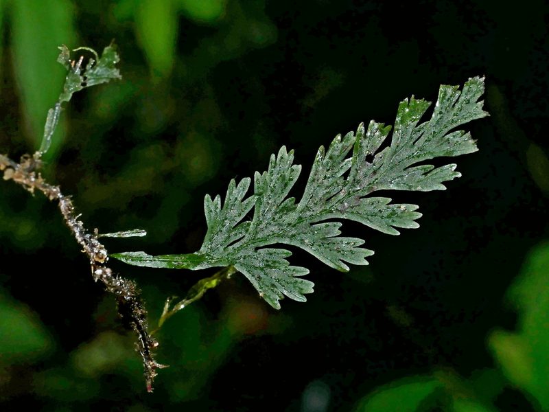 Vandenboschia kalamocarpa, photographed by Jacy Chen