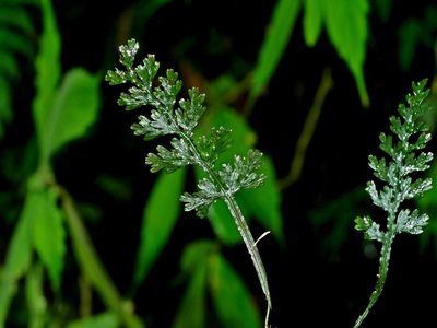 Vandenboschia kalamocarpa, photographed by Jacy Chen
