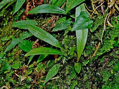 Elaphoglossum yoshinagae, photographed by Jacy Chen