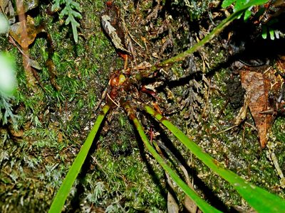 Elaphoglossum yoshinagae, photographed by Jacy Chen