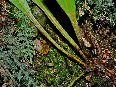 Elaphoglossum yoshinagae, photographed by Jacy Chen