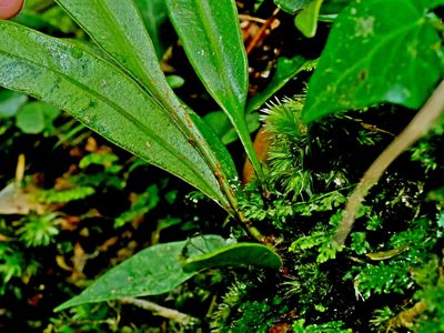 Elaphoglossum yoshinagae, photographed by Jacy Chen