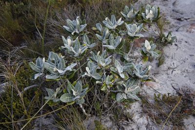 Capelio tabularis, photographed by Tony Rebelo