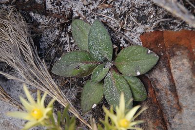 Haplocarpha lanata, photographed by Tony Rebelo