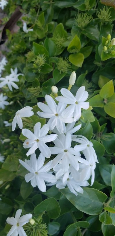 Jasminum multiflorum, photographed by Christina Moresi