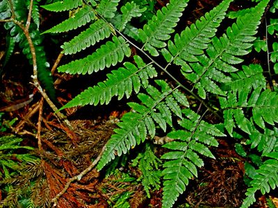 Diplazium virescens, photographed by Jacy Chen