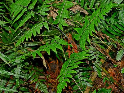 Diplazium virescens, photographed by Jacy Chen