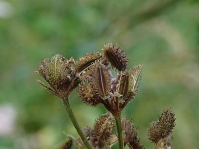 Torilis japonica, photographed by Daniel Cahen