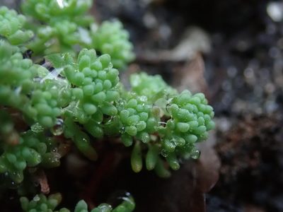 Sedum pallidum, photographed by Daniel Cahen