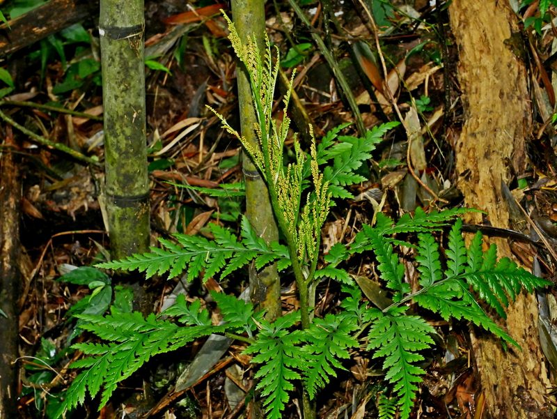 Sceptridium formosanum, photographed by Jacy Chen