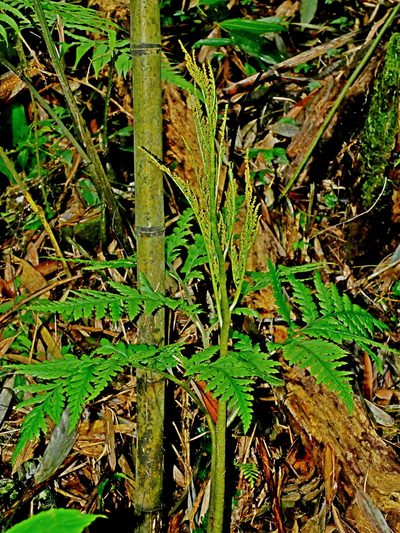 Sceptridium formosanum, photographed by Jacy Chen