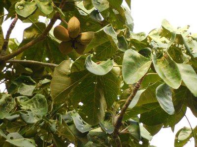 Sterculia apetala, photographed by Álvaro Rivas Godin