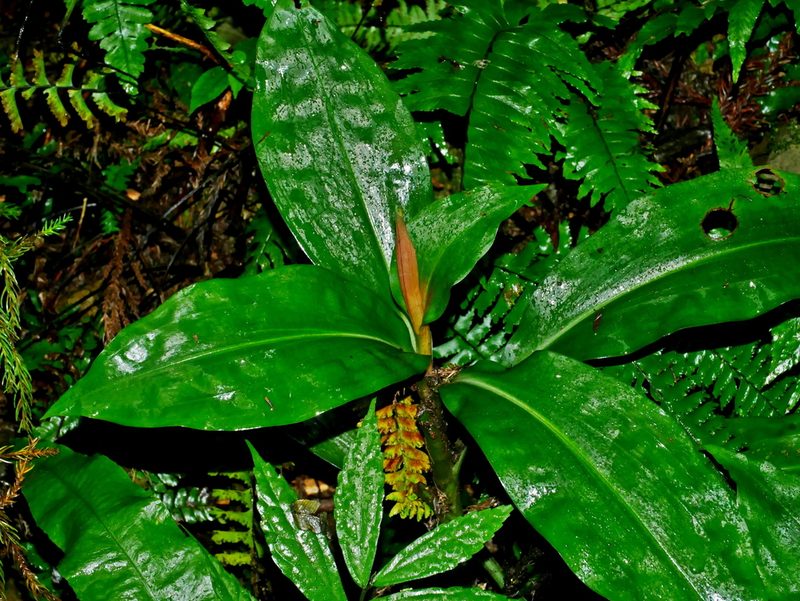 Goodyera fumata, photographed by Jacy Chen