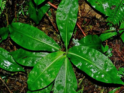 Goodyera fumata, photographed by Jacy Chen