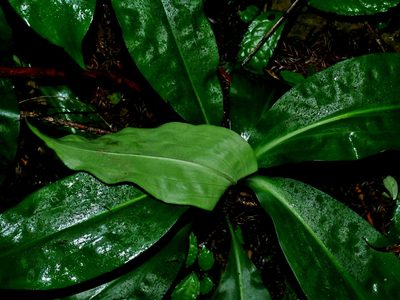 Goodyera fumata, photographed by Jacy Chen