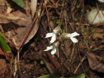 Zeuxine longilabris, photographed by Hopeland