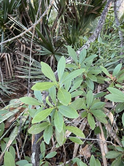 Illicium parviflorum, photographed by Brandon Corder