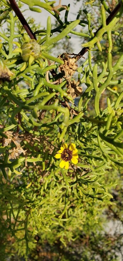 Encelia ventorum, photographed by Asher Budnik