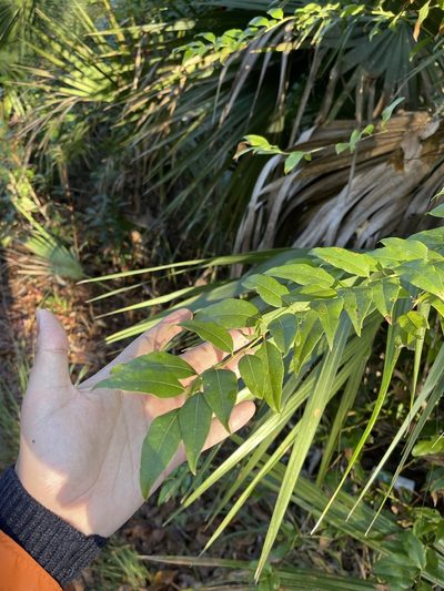 Agarista populifolia, photographed by Brandon Corder