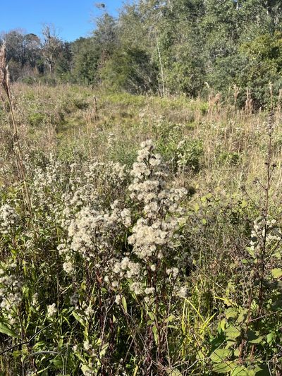 Symphyotrichum elliottii, photographed by Brandon Corder