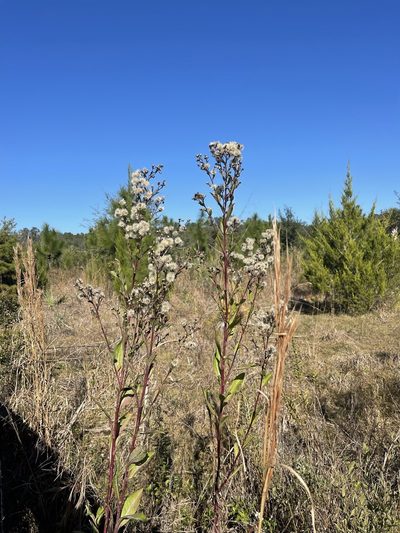 Symphyotrichum elliottii, photographed by Brandon Corder