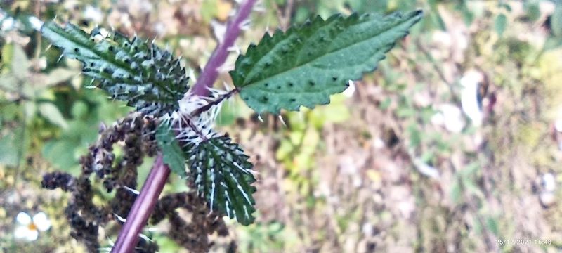 Urtica ardens, photographed by Ramnarayan K