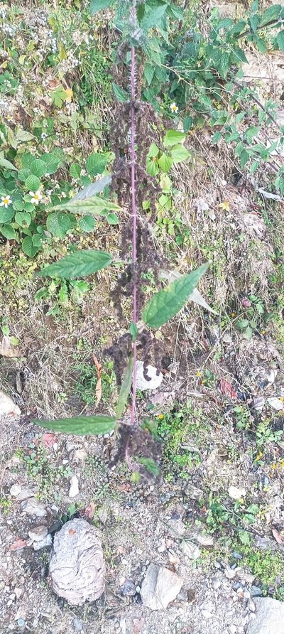 Urtica ardens, photographed by Ramnarayan K