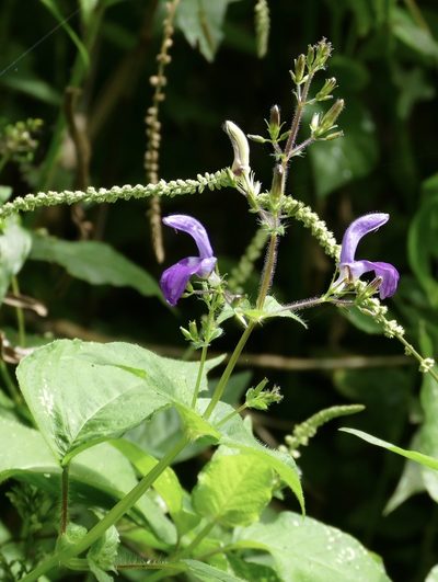 Brillantaisia lamium, photographed by Jean-Paul Boerekamps