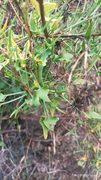 Rumex hastatus, photographed by Ramnarayan K
