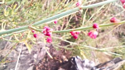 Rumex hastatus, photographed by Ramnarayan K