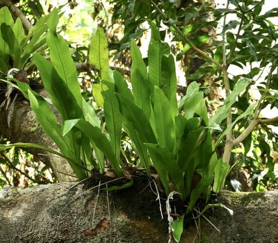 Microsorum punctatum, photographed by Jean-Paul Boerekamps