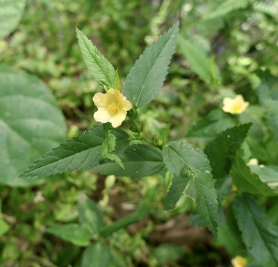 Sida acuta, photographed by Jean-Paul Boerekamps