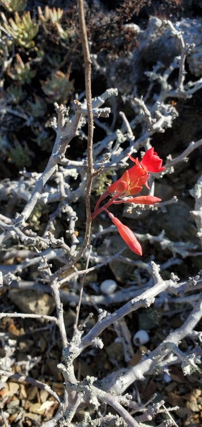 Xylonagra arborea, photographed by Asher Budnik
