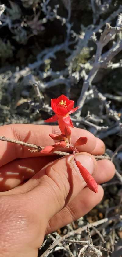 Xylonagra arborea, photographed by Asher Budnik