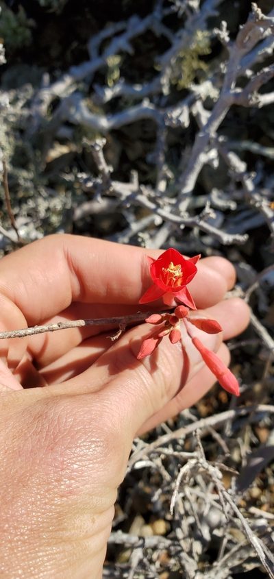 Xylonagra arborea, photographed by Asher Budnik