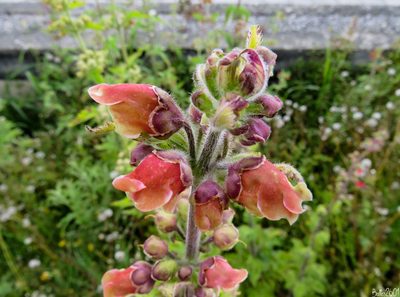 Scrophularia grandiflora, photographed by David Ballesteros