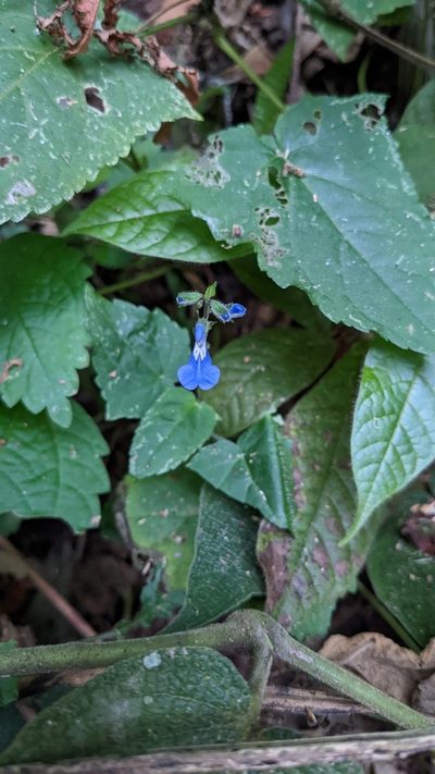 Salvia costaricensis, photographed by Jake Rehage