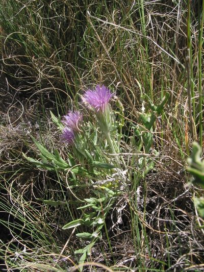 Jurinea humilis, photographed by José Luis Camaño