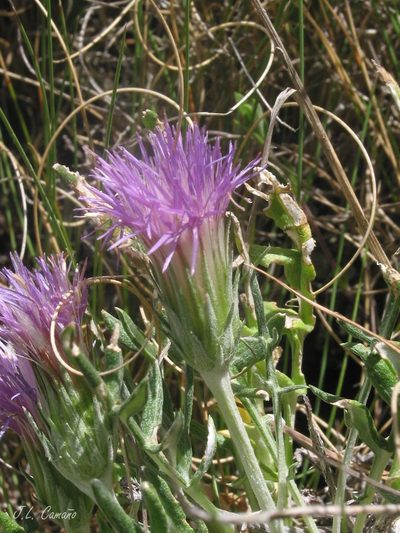 Jurinea humilis, photographed by José Luis Camaño