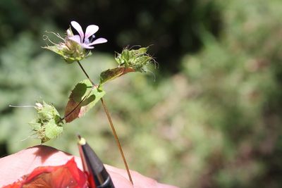 Loeselia amplectens, photographed by Viacheslav Shalisko