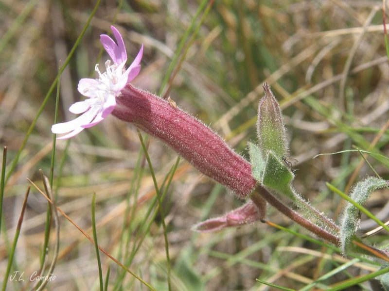 Silene foetida, photographed by José Luis Camaño