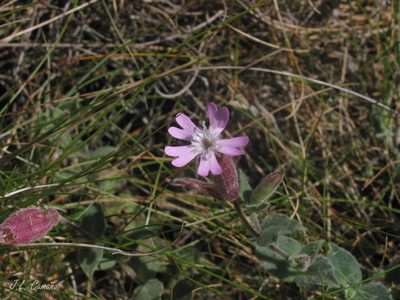 Silene foetida, photographed by José Luis Camaño