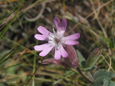 Silene foetida, photographed by José Luis Camaño