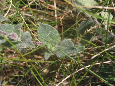 Silene foetida, photographed by José Luis Camaño