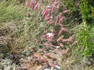Silene foetida, photographed by José Luis Camaño